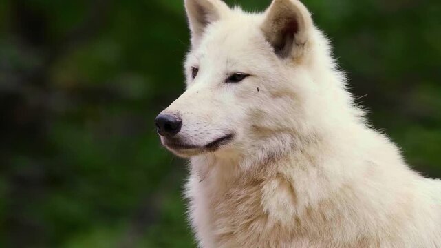 A breathtaking cinematic intimate close-up portrait capturing a majestic Arctic wolf looking directly into the camera amidst a pristine, snowy wilderness landscape.
