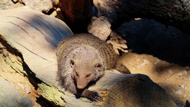 A breathtaking cinematic wildlife shot capturing an alert banded mongoose resting gracefully on a weathered, sun-drenched fallen log in an open savanna habitat.