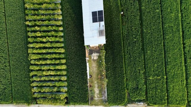 Aerial drone footage descending and rotating over a small building in a lush green agricultural field. The top down view captures beautiful geometric patterns of rice paddies and crop rows.