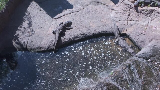 Nile Crocodiles Resting in Pool Enclosure La Palma Canary Islands