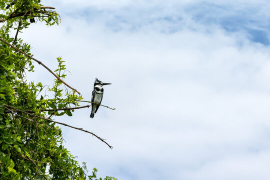 A mature male African pied kingfisher ceryle rudis, perched on an acacia tree over Lake Edward, Kazinga Channel, Uganda. Summer sky background with space for text