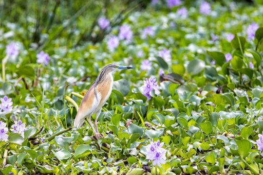 Squacco heron, Ardeola ralloides, on the banks of Lake Edward, Uganda, with a background of purple water hyacinth flowers. The blue beak indicates the bird is breeding.