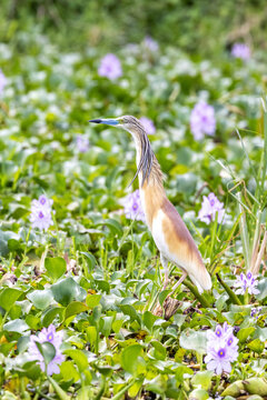 Squacco heron, Ardeola ralloides, on the banks of Lake Edward, Uganda, with a background of purple water hyacinth flowers. The blue beak indicates the bird is breeding.