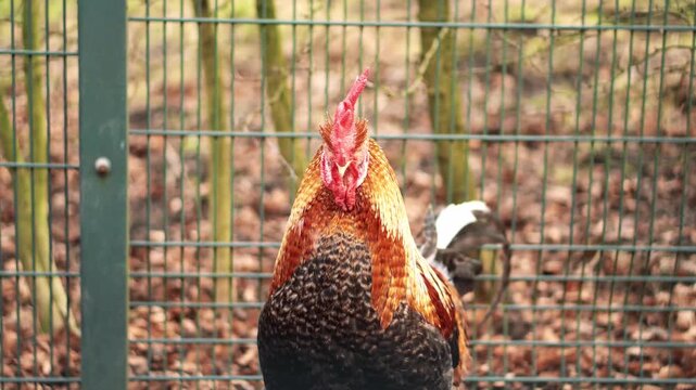 Colorful rooster standing near wire fence in rural farm setting during daytime.