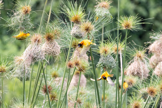 Black-headed Weaver bird community, Ploceus melanocephalus, nesting in papyrus grass in Kazinga Channel, Lake Edward, Uganda. These small birds nest in groups for added protection from predators