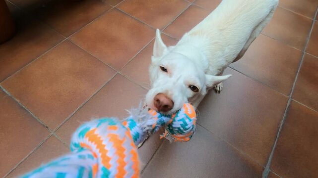 White podenco dog gripping and pulling cotton rope toy in POV perspective