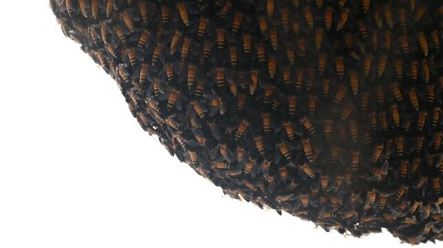 The giant honey bee (Apis dorsata) is a wild species found in South and Southeast Asia and is essential for pollinating crops such as cotton and mango. They build open nests in trees or on buildings.