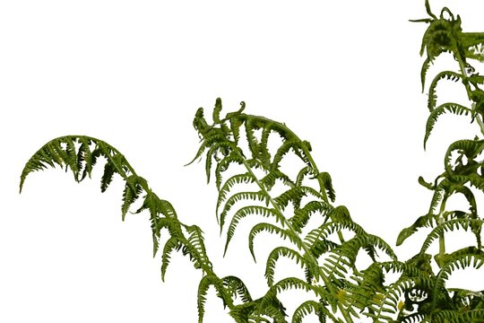 Green fern leaves (Polypodiopsida) isolated on a white background