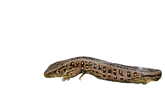 Sand lizard (Lacerta agilis) with a tick attached to its body isolated on a white background