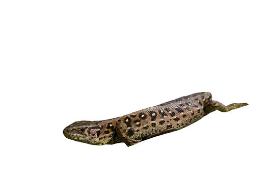 Sand lizard (Lacerta agilis) with a tick attached to its body isolated on a white background