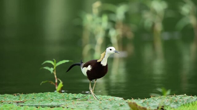 Every beautiful physical trait is perfectly clear as this magnificent waterbird moves cleanly through a thriving, undisturbed natural marsh.
