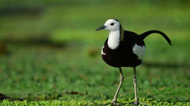 Facing forward in its natural wetland environment, a majestic wild Pheasant-tailed Jacana stands perfectly balanced on a thick carpet of green duckweed.