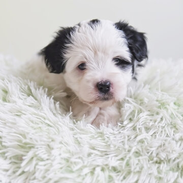 Portr&auml;t eines niedlichen Tibet Terrier Welpen