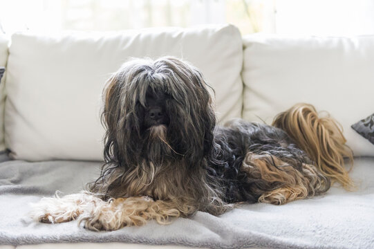 Tibet Terrier liegt zuhause auf dem Sofa