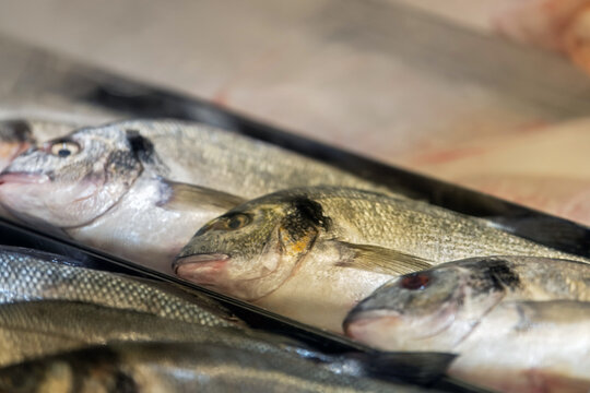 Fresh whole fish arranged in a market display. Seafood selection representing fishing, food supply, culinary preparation