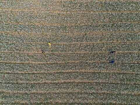 Aerial view of workers hand pollinating onion flowers in a vast agricultural field with rows of crops in Faridpur, Dhaka Division, Bangladesh.