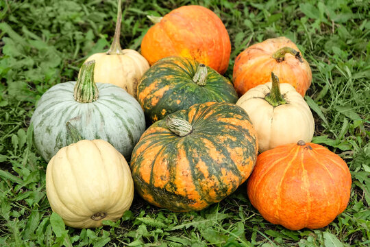 Autumn farm harvest. set of colorful ripe pumpkins  close up on green grass nature background in garden. fall season. natural decor for Thanksgiving day, Halloween, Mabon. template for design