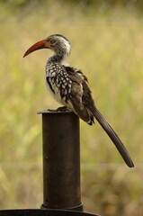 Red-billed hornbill © SavannahEcho