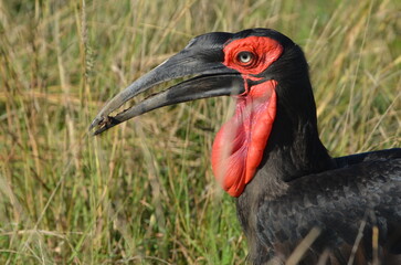 Southern Ground Hornbill © SavannahEcho