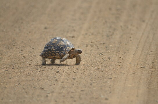 Tortoise on the road