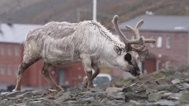 Svalbard reindeer grazing among rocky terrain near settlements in Spitsbergen, Norway, unique Arctic wildlife adapted to harsh polar conditions.