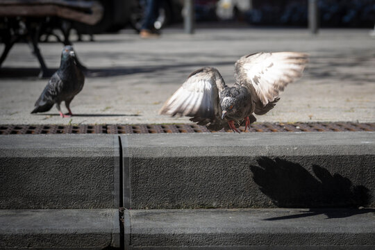 Piccione in volo