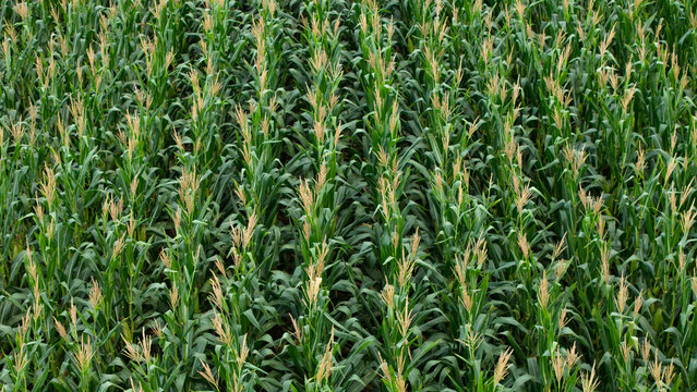  green corn crop field in orderly rows, rural farmland