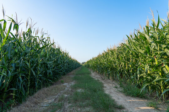 path in green corn crop field, rural farmland