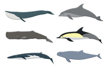 Obraz premium Set of sea whales in a cartoon style. Vector illustration of whales of different species: blue whale, gray, sperm whale, dolphin, isolated on a white background. Inhabitants of the underwater world.