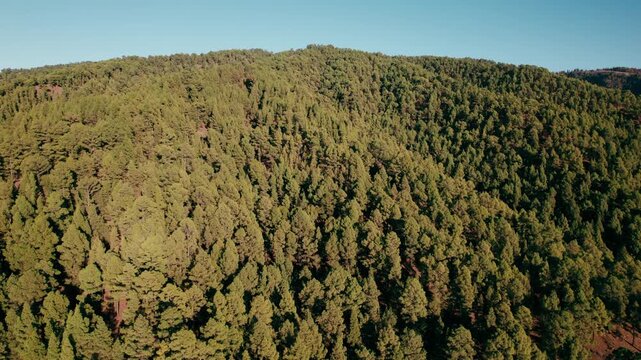 Drone pushes forward low above an unbroken sea of green pine treetops.