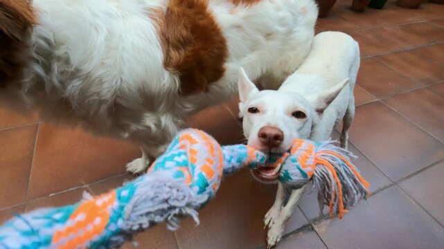 Playful white podenco dog pulling colorful cotton rope toy on outdoor patio
