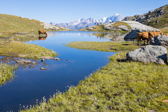 Lac des Moutons aux Arcs en Savoie, lac d'altitude entour&eacute; de montagnes rocheuses et de vaches dans les Alpes fran&ccedil;aises. Reflet des montagnes, du Mont Blanc dans un lac d'altitude	
