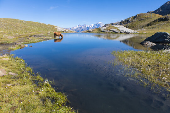 Lac des Moutons aux Arcs en Savoie, lac d'altitude entour&eacute; de montagnes rocheuses et de vaches dans les Alpes fran&ccedil;aises. Reflet des montagnes, du Mont Blanc dans un lac d'altitude	
