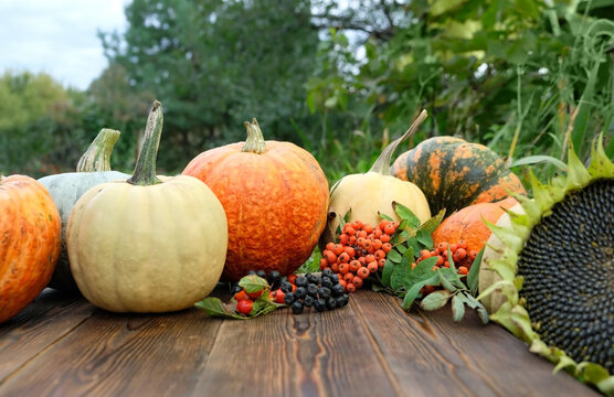 Autumn farm harvest. vegetable harvest - pumpkins, sunflower, berries close up on rustic wooden table in garden. symbol of fall season, Thanksgiving day, Mabon. template for design