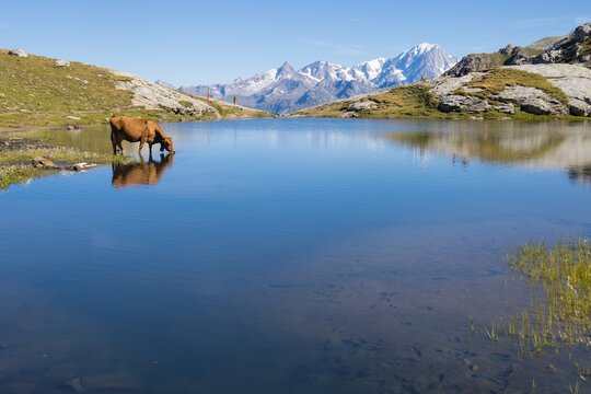 Lac des Moutons aux Arcs en Savoie, lac d'altitude entour&eacute; de montagnes rocheuses et de vaches dans les Alpes fran&ccedil;aises. Reflet des montagnes, du Mont Blanc dans un lac d'altitude	
