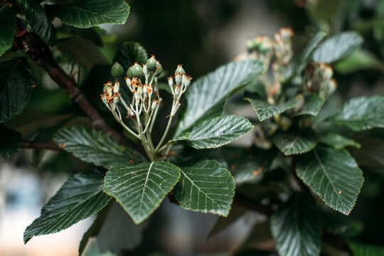 Green leaves with fuzzy white undersides grow on tree branches outdoors. Whitebeam Sorbus Aria Majestica. natural botanical biodiversity and outdoor forest vegetation