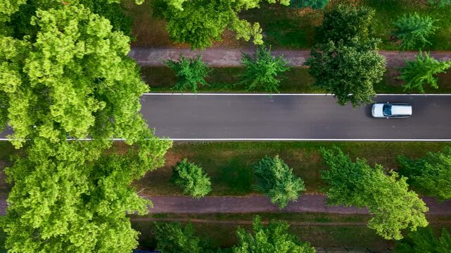 Top down aerial drone video shows two cars traveling along smooth road bordered by dense green trees and park paths. Top view captures summer traffic, transport, mobility, greenery, and urban nature