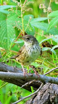 Close up of a small brown streaked songbird perched on a wooden branch. Wild pipit resting among lush green foliage and leaves in its natural forest habitat.