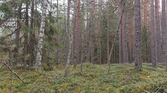 Juniper, birch and pine trees grow in the mixed forest. A young pine tree bent over a dirt forest road. The forest soil, covered with moss and berry bushes, and the road are strewn with fallen leaves