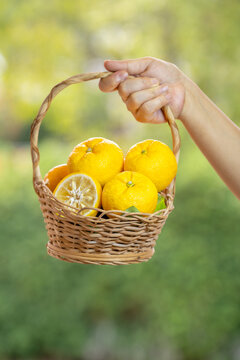 Gardener's hands holding basket of Fresh Sweet Yuzu Orange fruit over blur greenery background, Kochi Yellow Yuzu over green natural Blur background.