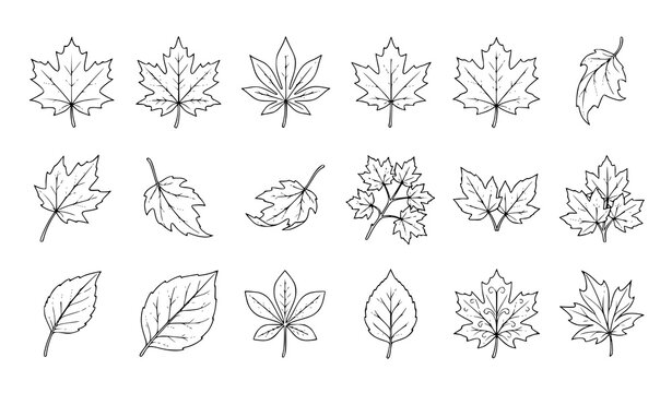 Hand drawn autumn leaf collection featuring maple and assorted decorative leaves in different natural shapes