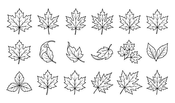 Hand drawn maple leaf collection featuring assorted autumn foliage shapes, detailed veins, and decorative botanical designs