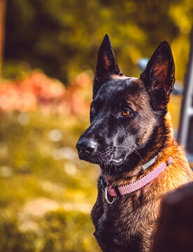 Portrait d'un berger malinois aux oreilles dress&eacute;es en ext&eacute;rieur