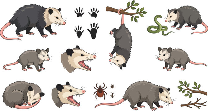 Set of opossum animals in various poses including hanging from branch and animal footprints with white background