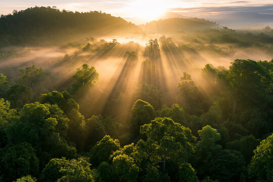 Sunlight rays shine through thick morning mist over a lush rainforest canopy. Perfect for travel tourism, environmental conservation, and nature meditation themes.