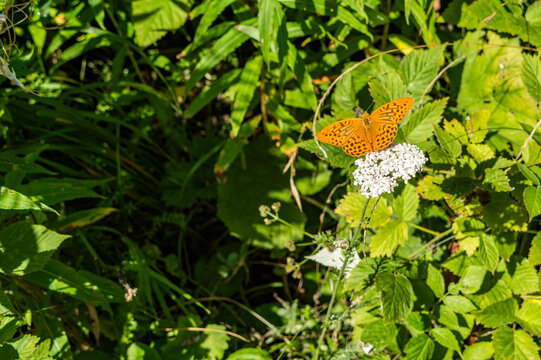 Bellissime farfalle sui fiori selvatici in montagna