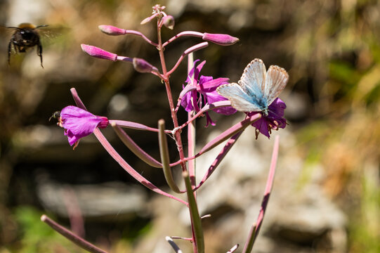 Bellissime farfalle sui fiori selvatici in montagna
