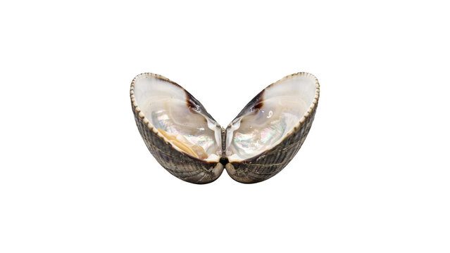 An open empty clam shell showing the smooth pearlescent interior and textured exterior, isolated on a black background, studio