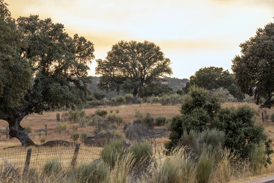 A scenic landscape of a Spanish dehesa