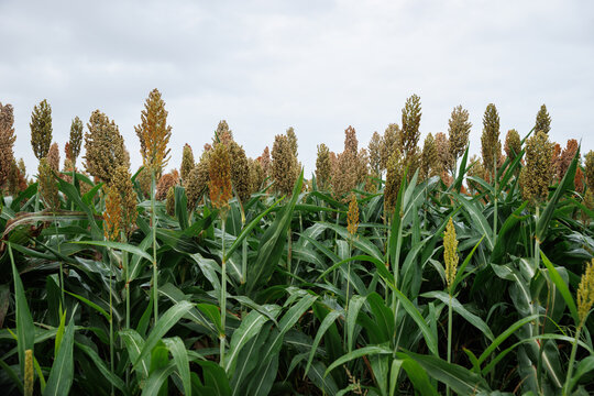 Jowar grain sorghum crop farm